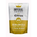 A20 Citrus - Imperial Yeast