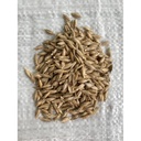 Sugar Creek Einkorn Wheat